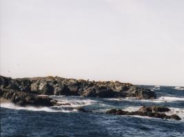 Seelöwen vor Tofino